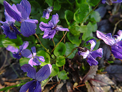 20210331 0051CPw [D~LIP] Veilchen (Viola odorata), Bad Salzuflen