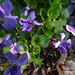 20210331 0051CPw [D~LIP] Veilchen (Viola odorata), Bad Salzuflen