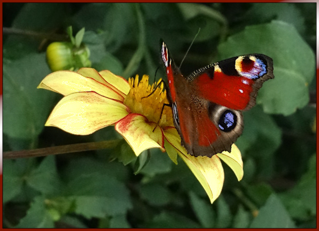 The peacock of the day ;)