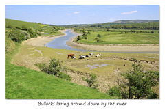 Bullocks down by the Cuckmere -  Sussex - 21.5.2015