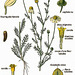 399px-182 Matricaria chamomilla L