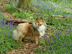 Stanley in the Bluebell Woods
