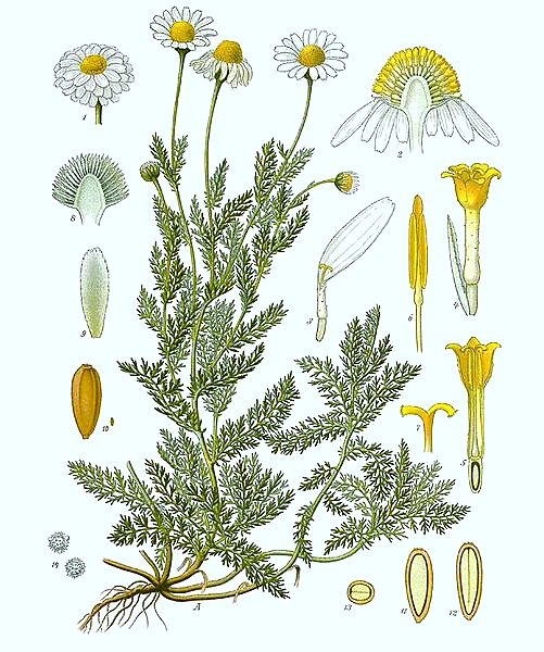 501px-Chamaemelum nobile - Köhler–s Medizinal-Pflanzen-012