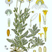 501px-Chamaemelum nobile - Köhler–s Medizinal-Pflanzen-012
