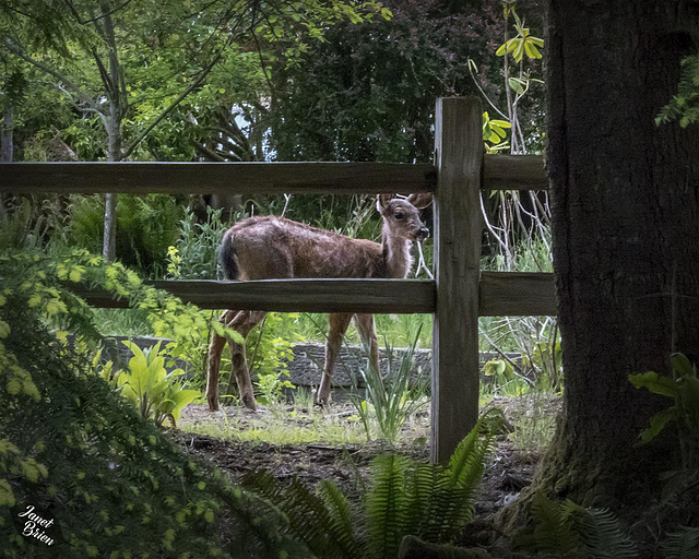 Pictures for Pam, Day 195: HFF: Deer Behind Fence!