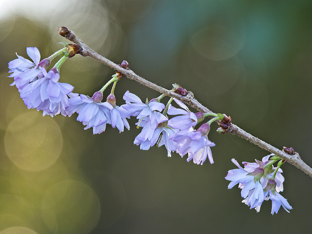 Blossom and Bokeh