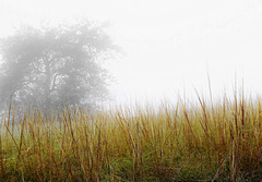 Federgras in Nebellandschaft - Feather gras in misty landscape