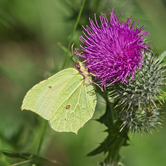 Brimstone Butterfly on a Thistle