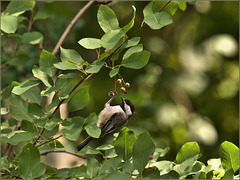 Chickadee in the chuckleypears