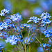 Forget-me-nots