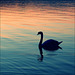 Swan at sunset.