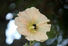 Hollyhock and Bumble Bee - 19 8 2023