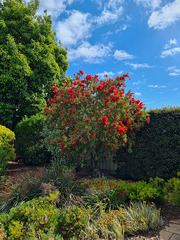 Callistemon tree in my garden Adelaide