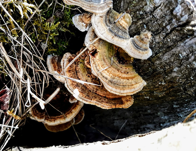 Fungi On Log