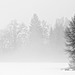 Bäume im Nebel und Schnee