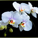 Sundays Orchid... ©UdoSm