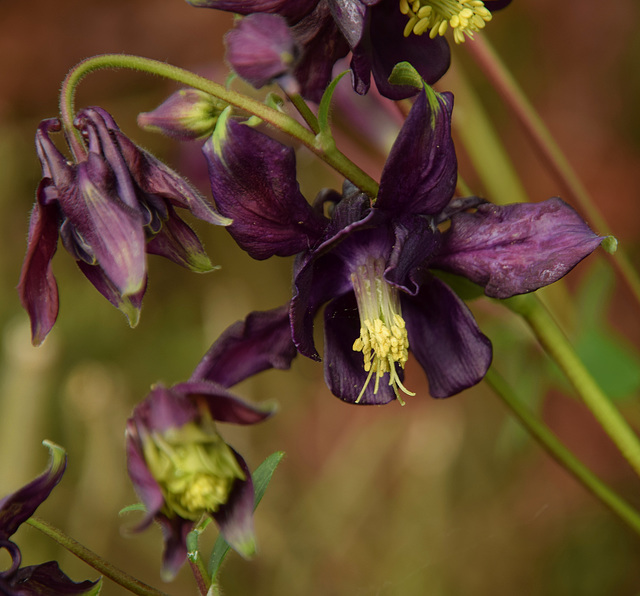 This aquilegia popped up in the garden this year!