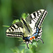 Common Swallowtail (Papilio machaon)