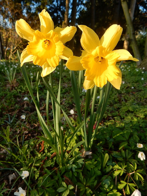 119 Narcissus pseudonarcissus