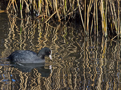 A Coot and Crazy Reflections