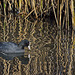 A Coot and Crazy Reflections