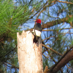 Red-headed woodpecker on dead pine tree