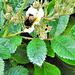 Bumble Bee On Climbing Rose