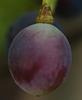 Macro Grape