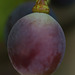 Macro Grape
