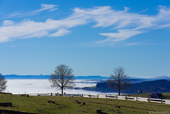 bei Höchenschwand - im Schwarzwald sonnig, schweizer Mittelland im Nebel ... (© Buelipix)