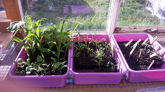 we have seedlings!