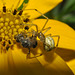 garden enoplog and the bee july 2017 DSC 0376