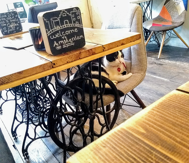 Amsterdam cafe cat