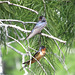 Barn swallows in a tree at Bluff Lake
