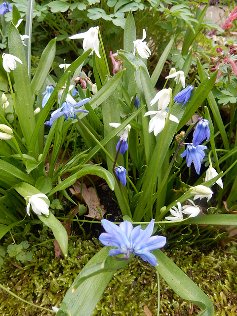 122 Blausterne Scilla siberica gibt es auch weißblühend