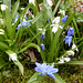 122 Blausterne Scilla siberica gibt es auch weißblühend