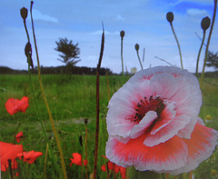 One poppy more colors