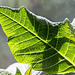 Poinsettia leaf 1
