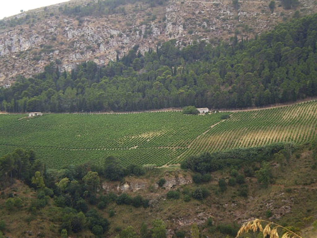 Vineyards on Sicilian countryside.