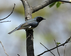 paruline bleue / black-throated blue warbler