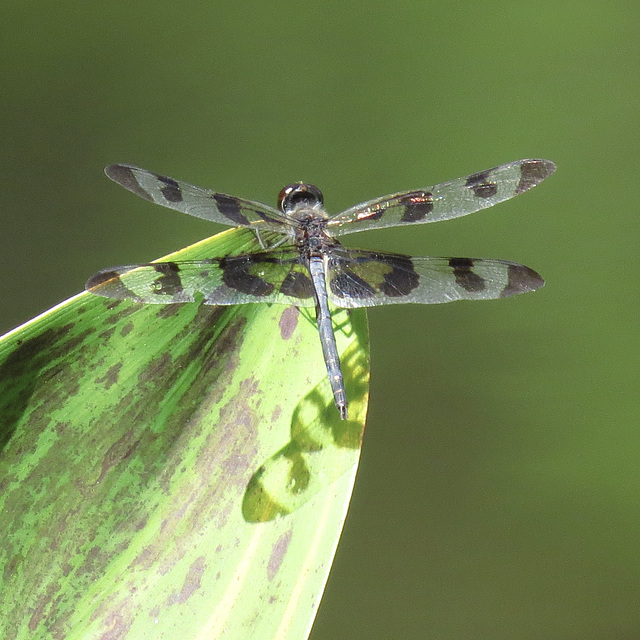 Banded pennant (M)