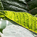 Poinsettia leaf 2