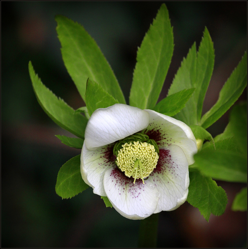 Une fleur par jour.... - Page 9 44411570.f1a08b36.800