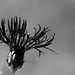 Centaurea montana 'Jordy'