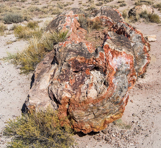 The Petrified Forest17, Arizona