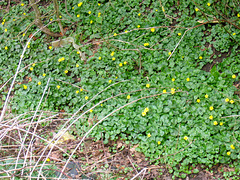 Ficaria verna, commonly known as lesser celandine