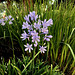 African Blue Lilly / Agapanthus praecox