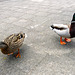 Duck couple begging for food