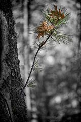111/366: Sapling Pine Growing in Oak Tree