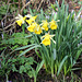 Daffodils for St.David's Day
